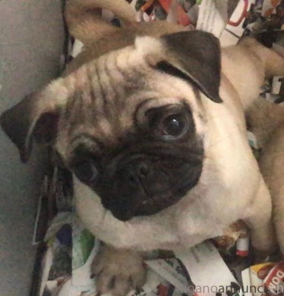 bellissimi cuccioli di carlino e vengono consegnati con le vaccinazioni, 