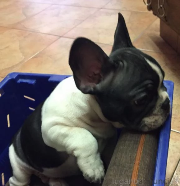  bulldog francese e vengono consegnati con le vaccinazioni