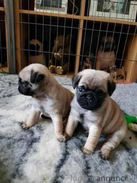 cuccioli di carlino