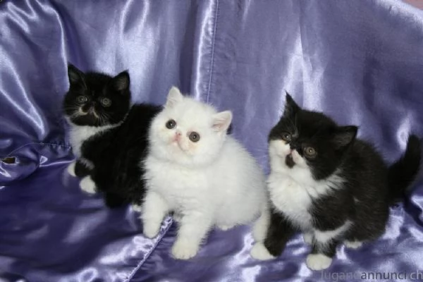 cuccioli exotic shorthair