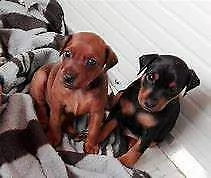 affettuosissimo cucciolo di pincher nano buonissimi inteligentissimi 