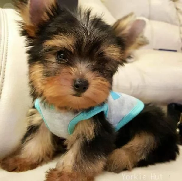  yorkshire cuccioli mini 