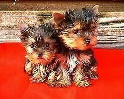 disponibile cucciolo di york shire mini toy perfettissimo eccellentissimo 