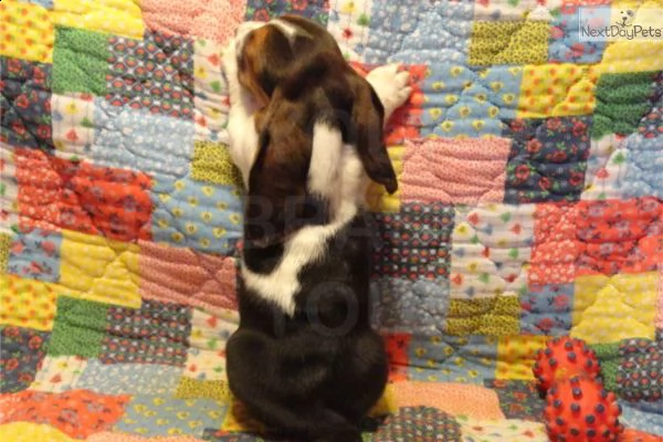 regalo cuccioli di basset hound femminucce e maschietti 