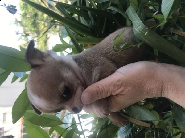 chihuahua cuccioli nati e cresciuti in casa perfetto standard