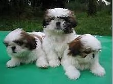 bellissimo cucciolo di shitzu mini mini toy dolcissimi perfettissimi e tranquillissimi