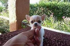 chiwawa mini mini toy buonissimi inteligentissimi e generosissimi 