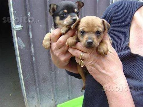 bellissimo cucciolo di pincer chiwawa mini mini toy tranquillissimi 