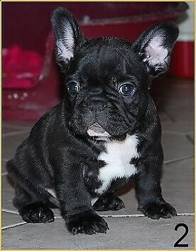 disponibile cucciolo di bull dog francese perfettissimo inteligentissimo