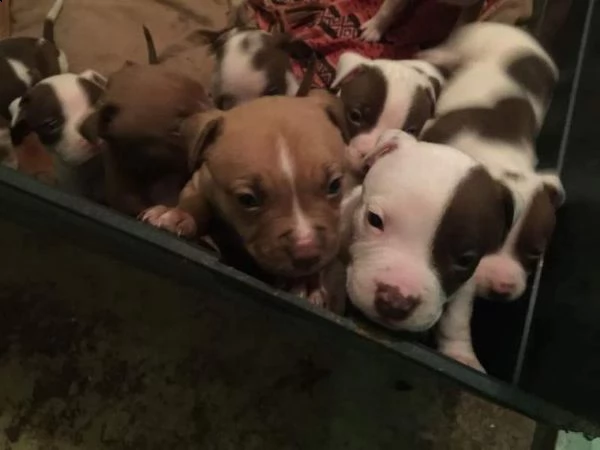 splendidi cuccioli pitbull red nose ukc, disponibili maculati,