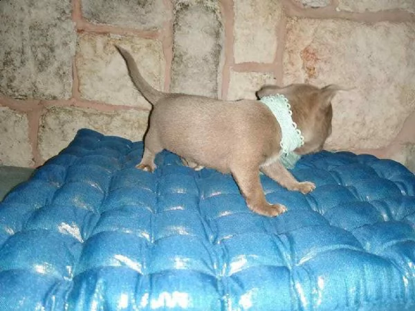 chihuahua ragazzo che compie due mesi