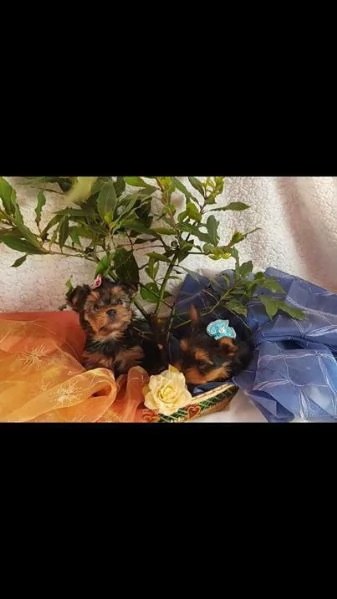piccoli yorkshire mini toy, microchip, vaccinazioni,
