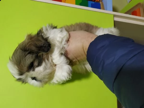 disponibile cuccioli di schizu taglia piccola 3 mesi nati in ambiente familiare