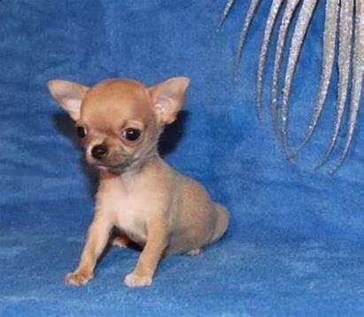 disponibili cuccioli di chihuahua toy bellissimi e originalissimi di 70 
