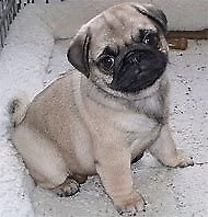 disponibile cucciolo di carlino perfettissimo originalissimo e inteligentissimo 