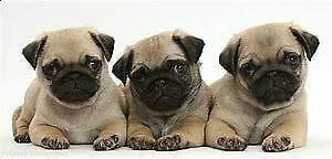 disponibile cucciolo di carlino perfettissimo eccellentissimo e originalissimo
