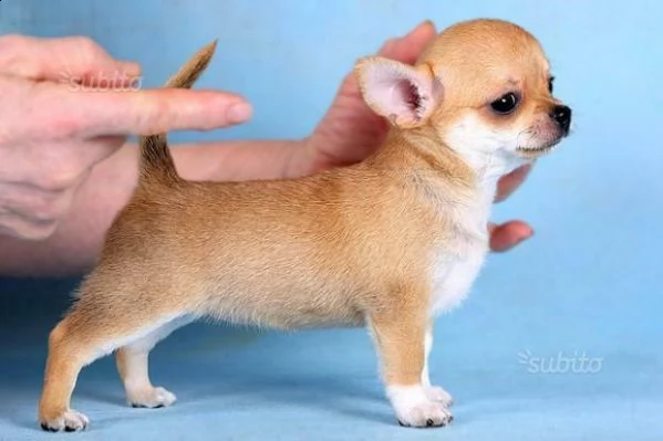 disponiamo cucciolette chihuahua bellissimi e tenerissimi di 70 giorni