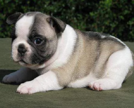 bellissimo cucciolo di bull dog francese purissimi buonissimo e originalissimo