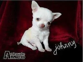 affettuosissimo cucciolo di volpino e chiwawa mini toy generosissimi ///