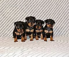 disponibile cucciolo di pincher mini toy buonissimo inteligentissimo e sanissimo di 70 g