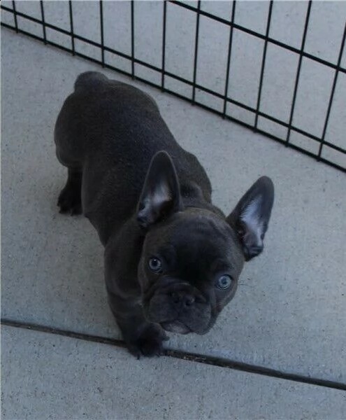 cuccioli di bouldogue francese blu, con microchip
