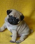 cediamo cucciolo di carlino perfettissimo inteligentissimo
