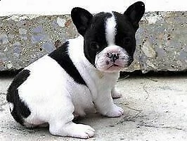  cuccioletto di bull dog francese 