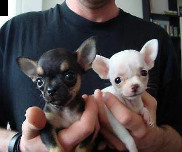 disponibili cuccioli di chihuahua bellissimi e originalissimi