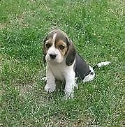 cuccioli di beagle intriganti e molto interessanti