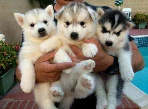 cucciolo di siberian husky amorevolissimo generosissimo