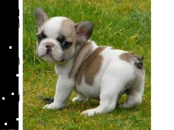 bellissimo cucciolo di bull dog francese purissimi bellissimi e tranquillissimi 