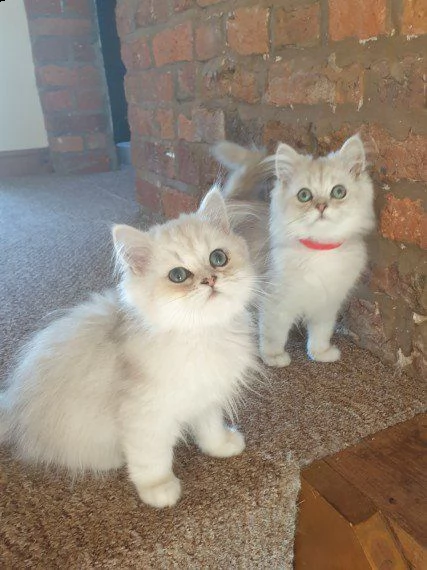 65 giorni gattini persiano | Foto 0