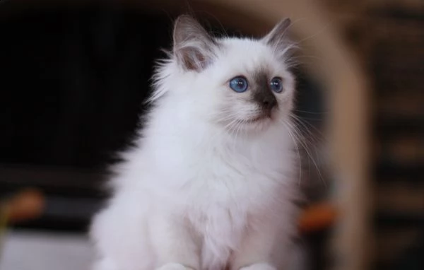 cuccioli di sacro di birmania | Foto 0