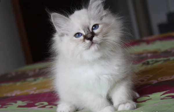 cuccioli di sacro di birmania