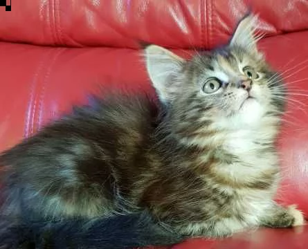 cuccioli maine coon silver tabb