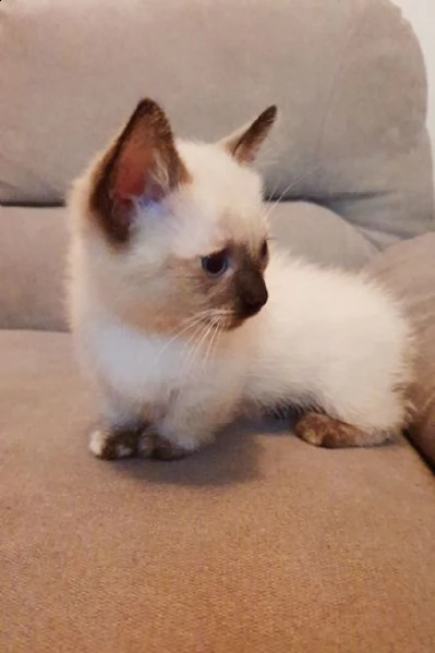 munchkin magnifici maschietti e   femminucce 