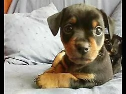 cediamo cucciolo di pincher mini toy bellissimo intrigantissimo e perfettissimo