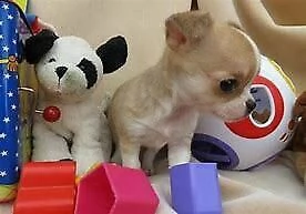 cucciolo di chiwawa mini toy perfettissimo inteligentissimo e velocissimo