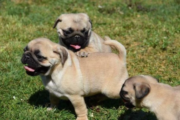 cucciolo di carlino di 60 giorni con doppia sverminazione e primo vaccino