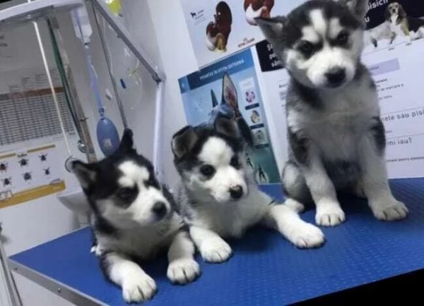 cuccioli di siberian husky età, 55gg e consegnabili tra qualche gg per fine svezzamento.
