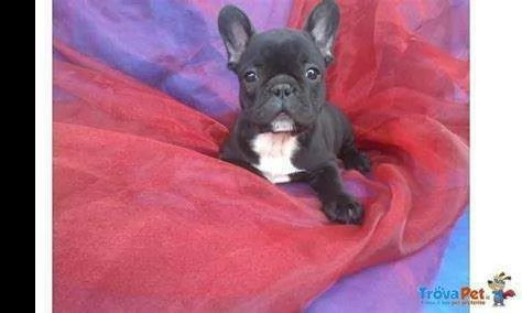 cediamo cucciolo di bull dog francese dolcissimo tenerissimo 