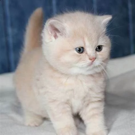 disponibile cucciolo di gattino scottish inteligentissimi e molto interessantissimi