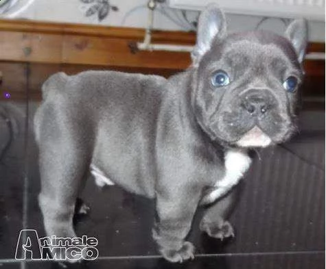  bull dog francese amorevolissimo bellissimo e purissimo di 2 mesi e mezzo maschi e femmine 