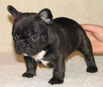 cucciolo di bull dog francese bellissimo purissimo e tenerissimo di 2 mesi 