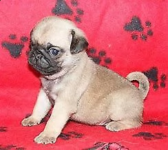 cediamo cucciolo di carlino inteligentissimo e molto interessantissimo 