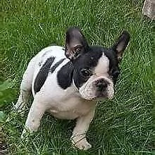 cedo cucciolo di bull dog francese purissimo tenerissimo e dolcissimo di 2 mesi 