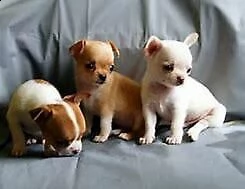 tenero cucciolo di chiwawa mini toy buonissimo inteligentissimo e gioiosissimo di 70 g