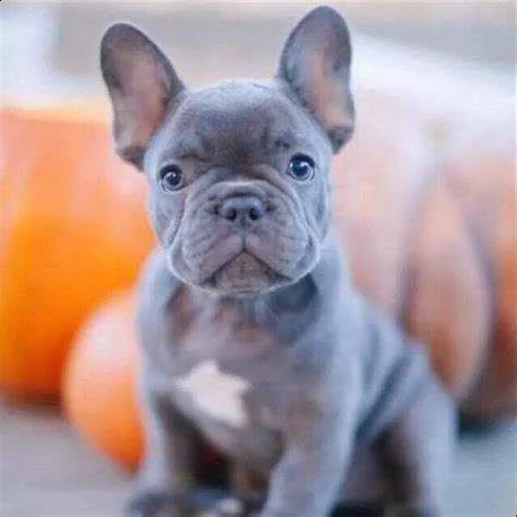 affettuosi cucciolo di bull dog francese blu dolcissimo purissimo e generosissimo di 2 mesi 