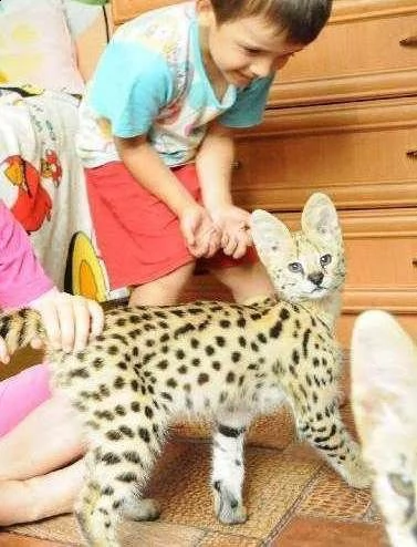 sani gattini di savannah