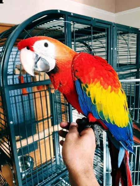 pappagalli 4 mesi ara allevati a mano | Foto 0